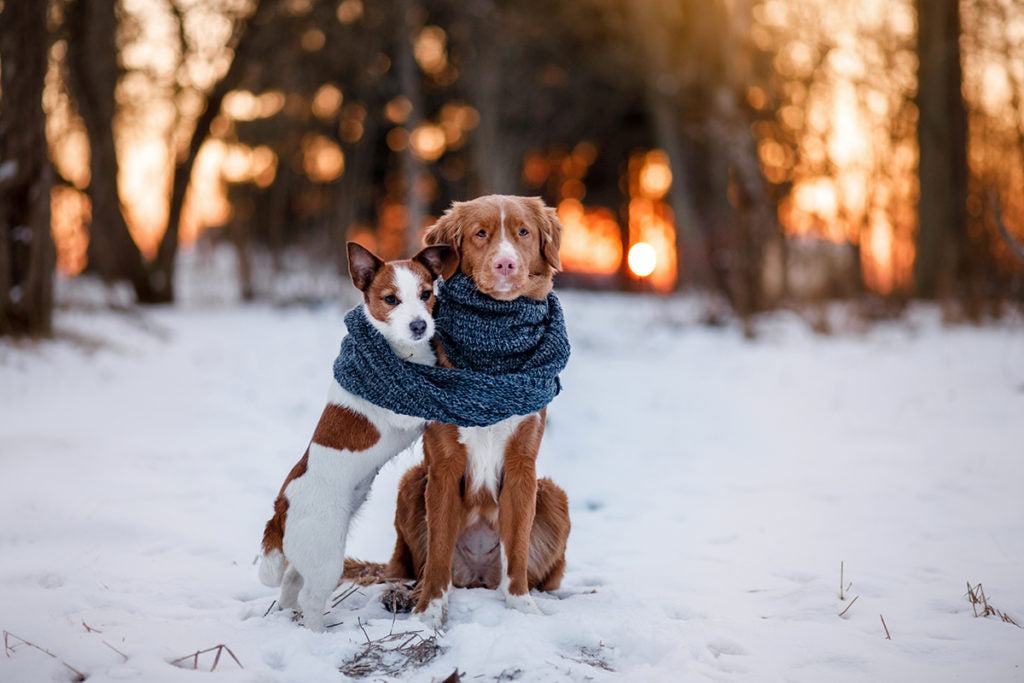 5 trucos para que tu perro no pase frío este invierno